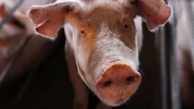 確保良好斷奶指標的飼喂策略