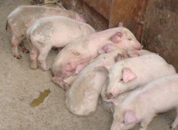 這種病常造成豬劇烈腹瀉甚至死亡，怎么防治？