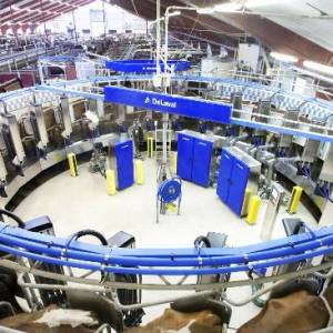 全球首臺全自動機器人轉臺擠奶系統亮相澳大利亞