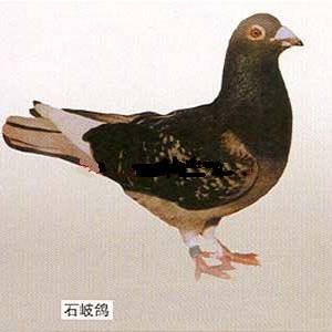 肉鴿品種圖與對(duì)應(yīng)發(fā)源地
