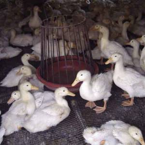 勞動人民的智慧——鴨場特制水槽實拍