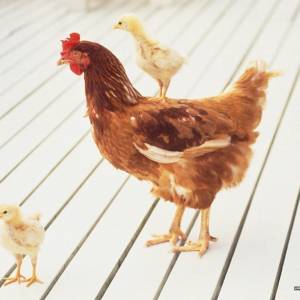 飼料維生素礦物質失調對禽類的影響