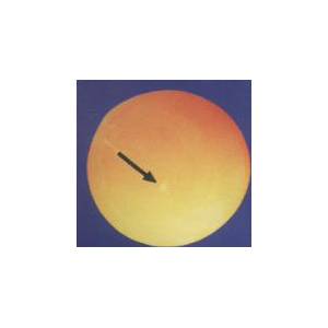 雞蛋孵化過(guò)程圖解