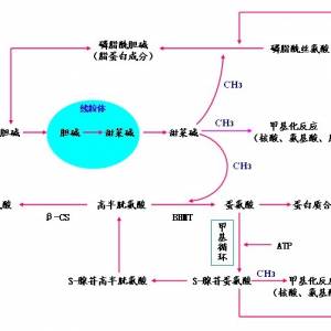 說說您在使用甜菜堿過程中遇到的問題