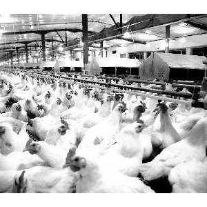 國內祖代種雞三成來自益生