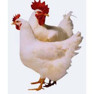 肉用種雞的限飼及飼料成本計算方法