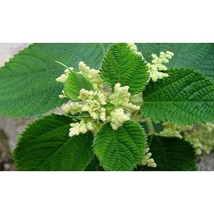 苧麻做蛋白飼料 中國農科院10余年攻關獲成功