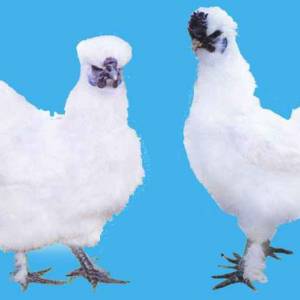 什么是絲羽烏骨雞？