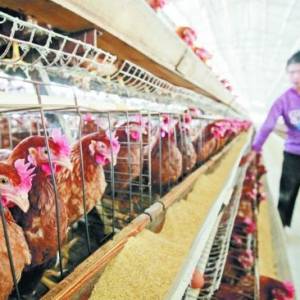 密閉式雞舍冬季應如何通風?