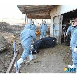 韓國口蹄疫蔓延至首都圈 或擴散至全國