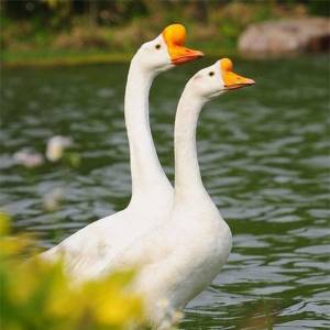 天富鵝業(yè)將投資逾2.5億元建設(shè)鵝屠宰加工廠