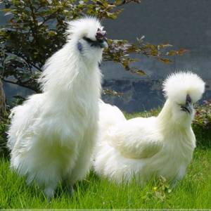 商品烏雞的飼養(yǎng)管理