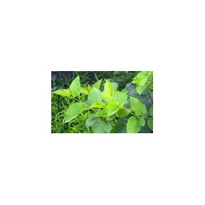 桑葉桑枝在雞飼料中的應用效果