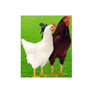 冬季蛋雞的飼養(yǎng)管理措施