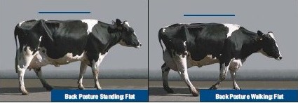 　1分：奶牛站立和行走時背部都是平直的。