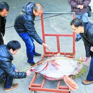 罕見(jiàn)月魚現(xiàn)身浙江臺(tái)州