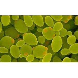 什么是高活性干酵母