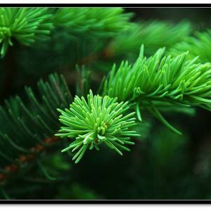 用甜菜和松樹針葉喂豬效益高