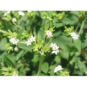 甜葉菊渣的營(yíng)養(yǎng)成分及應(yīng)用