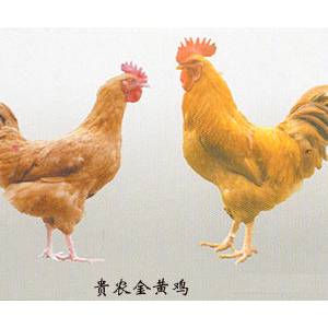 什么是貴農金黃雞？