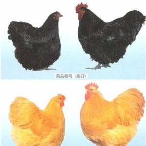 什么是奧品頓雞？