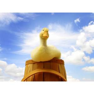 緊盯國際標準 打造世界鴨王