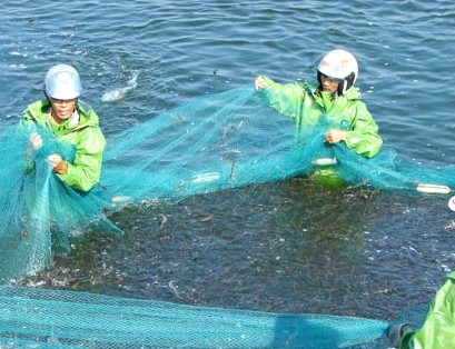 收獲的南美白對蝦