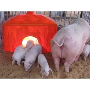 丁酸鈉在母豬繁殖過程中的作用