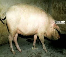 患豬流延、精神沉郁、弓背