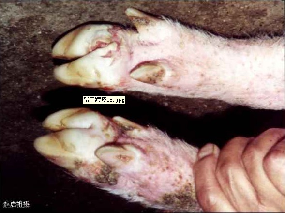 蹄踵、蹄叉部紅腫