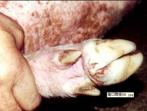 蹄踵部紅腫,蹄叉部潰瘍,蹄殼開始脫落