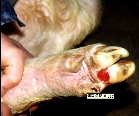 蹄踵部水泡破裂后露出出血的皮下組織