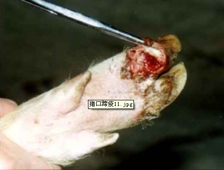 蹄叉蹄踵部潰瘍,蹄殼開始脫落