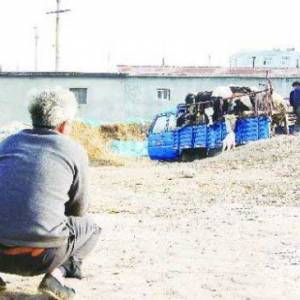 乳業(yè)變革奶農(nóng)受困：含淚賣奶牛