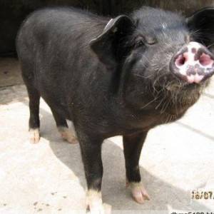 東北民豬——中國優秀生豬品種(圖)