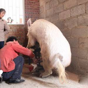 養豬細節決定人工授精成敗