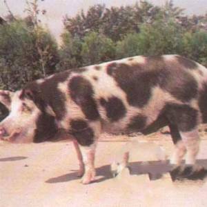 北京花豬Ⅰ系——優秀生豬品種