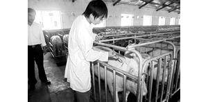 豬群接種疫苗操作規程