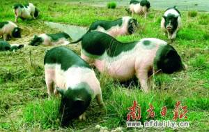 連州"瑤土豬"：打造助農致富國家級品牌