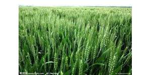 2012年夏季新小麥樣品嘔吐毒素檢測簡報(bào)