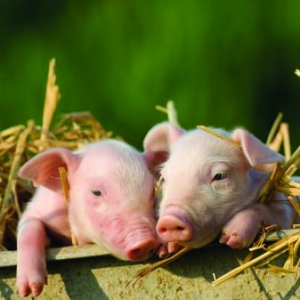 【系列一】乳豬料/教槽料的二十個作用