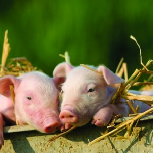 豬飼料配方秘密：如何滿足養殖戶的需求