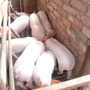 【系列三】乳豬料/教槽料的二十個作用