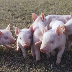 使用乳豬教槽料的意義和基本要點