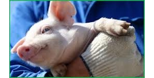 斷奶豬腸道健康的氨基酸需求（上）