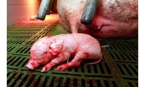 仔豬出生頭幾小時決定它的生存