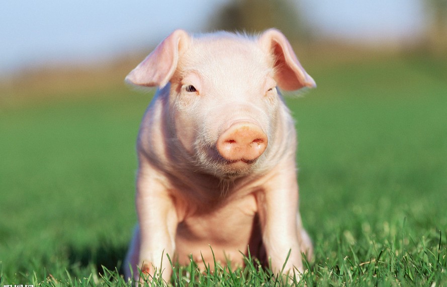 動物究竟需要多少蛋白質？！