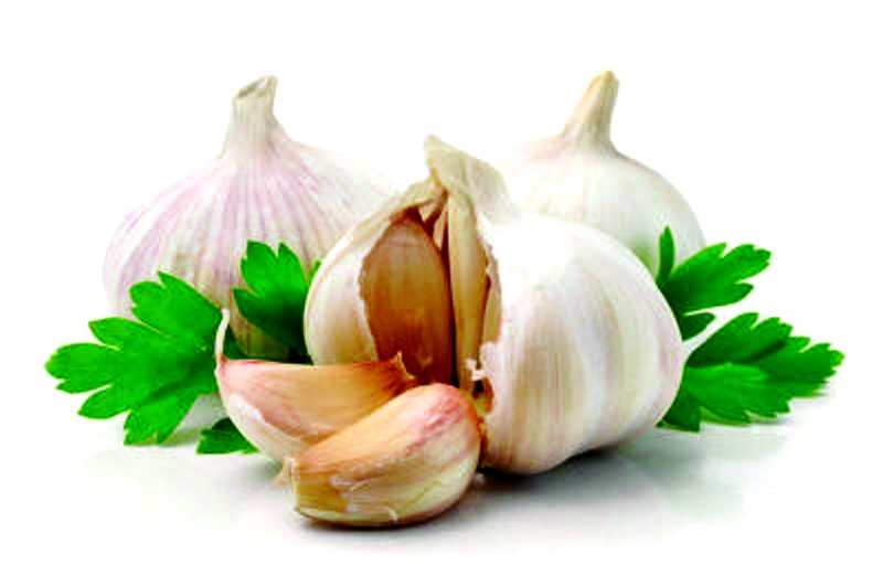 大蒜素的作用機制及其在動物生產中的應用