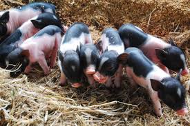 使用乳豬教槽料的意義和基本要點