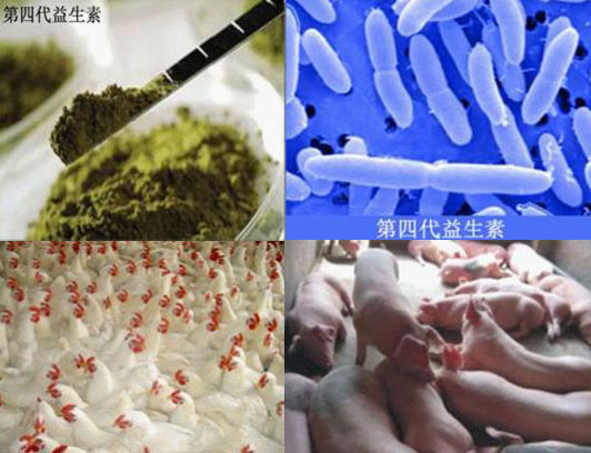益生素 酶制劑在飼料添加劑中的作用介紹